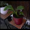 Strelitzia nicolai