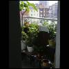 Euphorbia, Strelitzia, Pomeranze