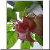 und am n&auml;chsten Tag leuchtet sie rosa