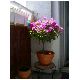 Bougainvillea