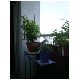 Lorbeer und Rabe